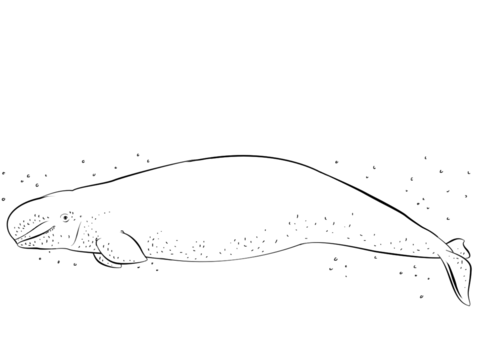 Beluga Whale Coloring Page